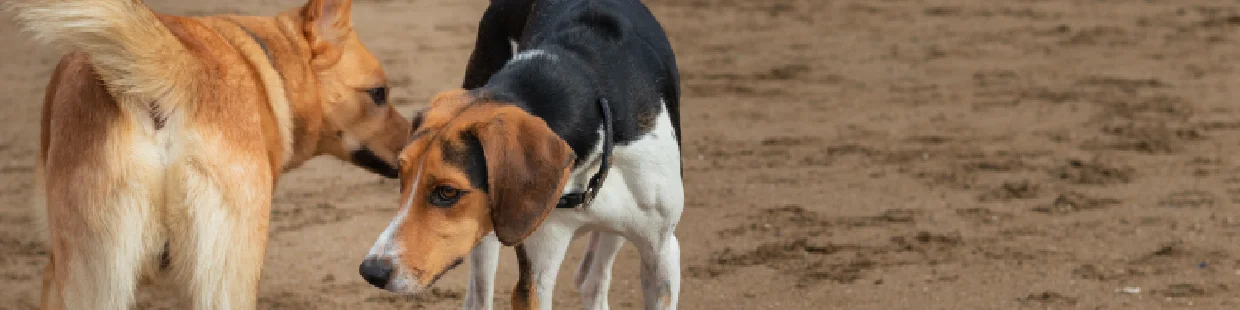 Eleveur canin ou félin